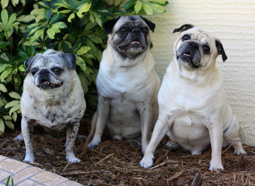 Benjamin, Henry and Luna