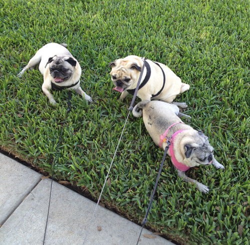 Benjamin, Henry and Luna