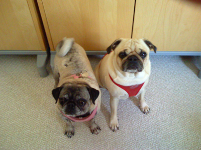 Luna & Benjamin waiting for dinner