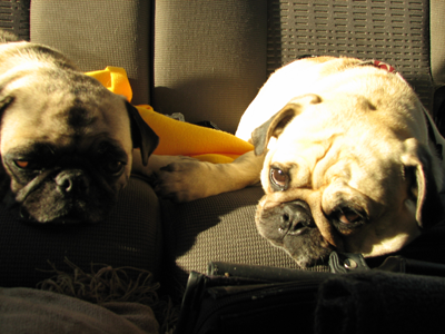 The boys sleep after a day at the park