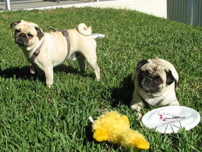 Benjamin & Henry play in the yard