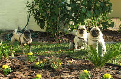 Benjamin, Henry & Luna in the garden