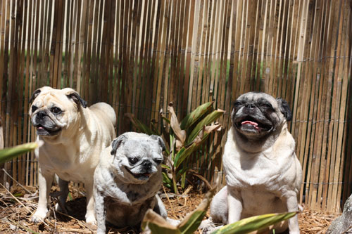 Benjamin, Henry and Luna