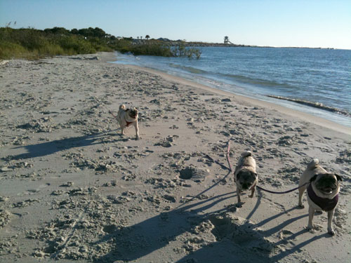 Benjamin, Luna and Henry