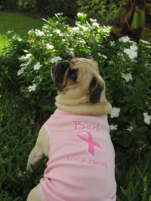 Benjamin in his Bark for a Cure shirt