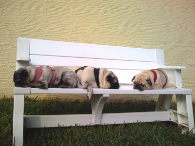 Pugs on the bench