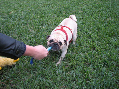 Benny playing tug