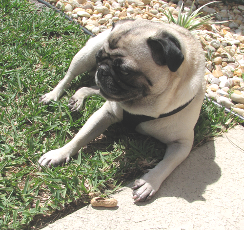 Henry & the Peanut Shell