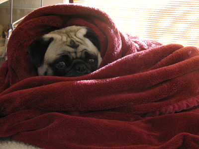 Henry snuggling in a blanket