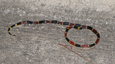 Coral Snake?