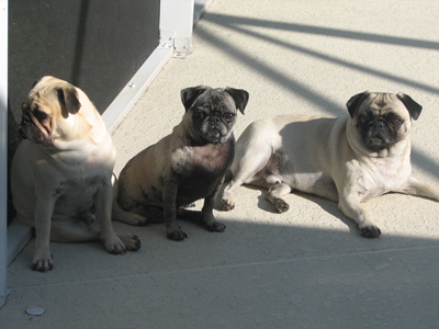 Benjamin, Henry and Luna in the sun