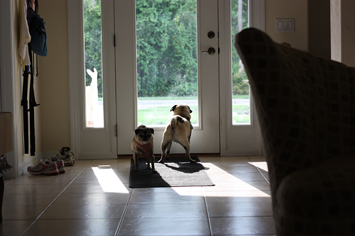 Henry & Luna at the door