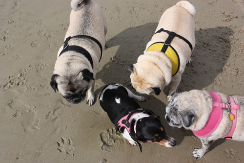 Benjamin, Henry and Luna