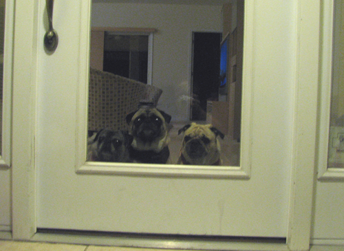 Luna, Henry & Benjamin waiting at the door