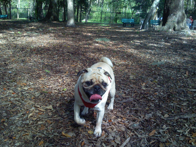 Benjamin at the dog park