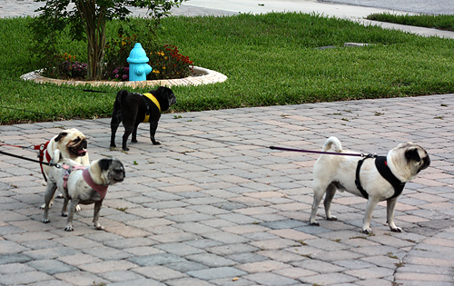 Benjamin, Henry, Luna & Sol getting ready for a walk