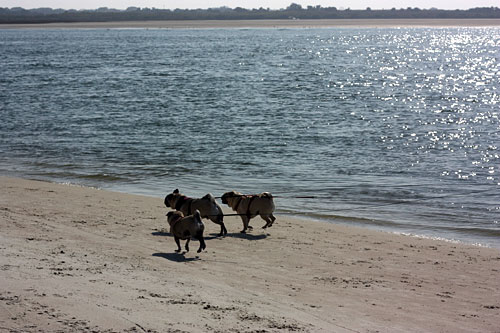 Luna, Henry and Benjamin