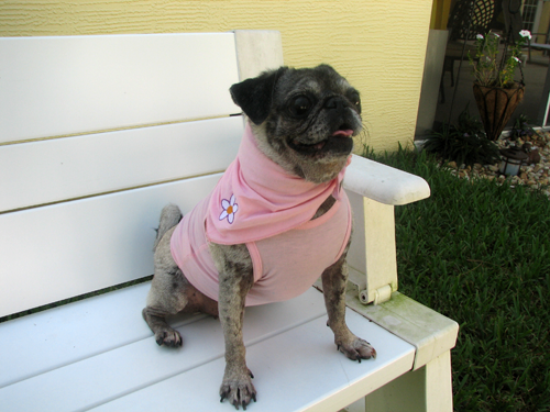 Luna in her Mommy's Girl t-shirt