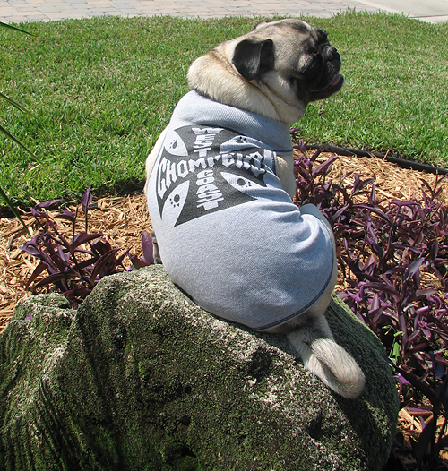 Henry in his West Coast Chompers t-shir