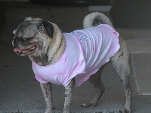 Luna in her Diva shirt