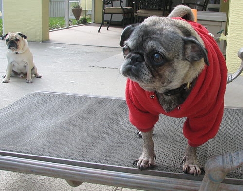 Luna in a red hooded sweatshirt