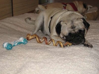 Henry chewing a flossie