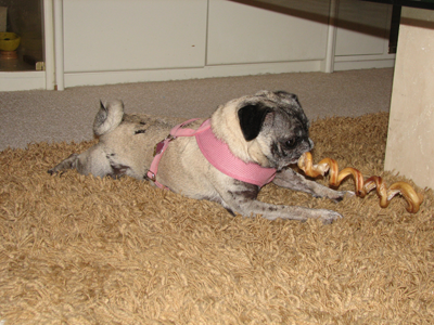 Luna chewing a flossie