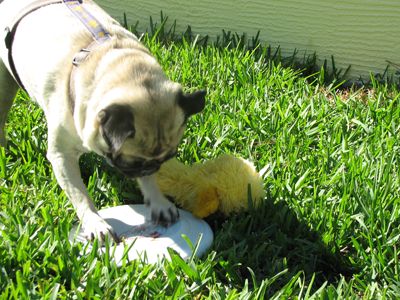 Henry witht the frisbee