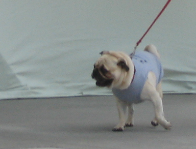 Benjamin on the catwalk