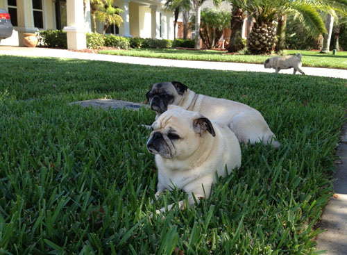 Benjamin, Henry and Luna