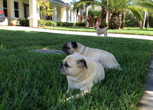 Benjamin, Henry and Luna