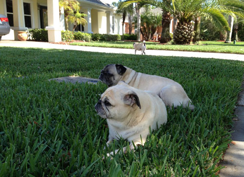 Benjamin, Henry and Luna