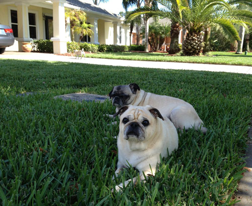 Benjamin, Henry and Luna