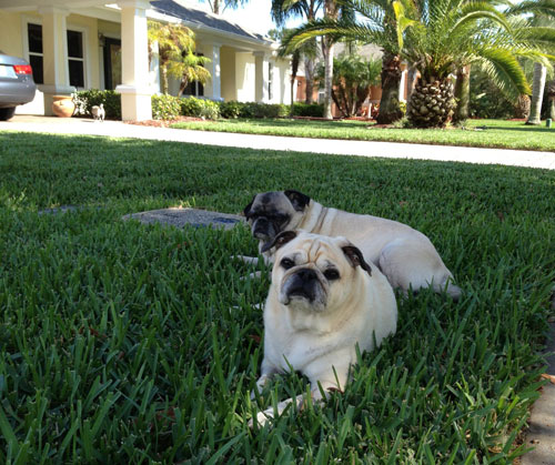 Benjamin, Henry and Luna