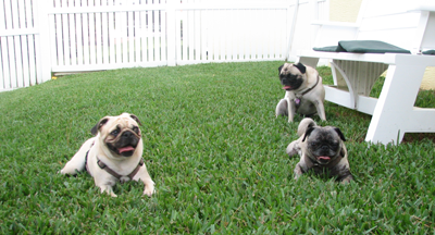 The gang tired after playing in the yard