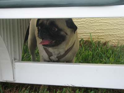 Henry hiding under the bench waiting to be chased