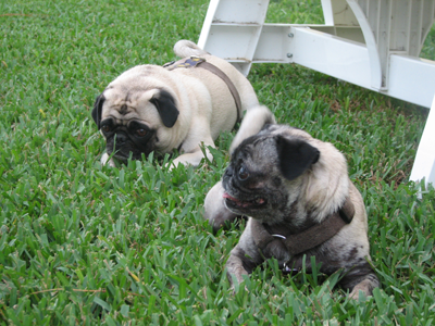 Henry and Luna resting