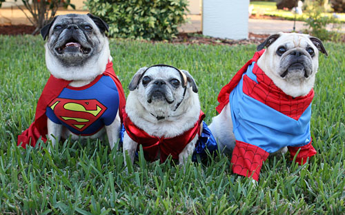 Happy Halloween from the Super Pugs The Pug Blog