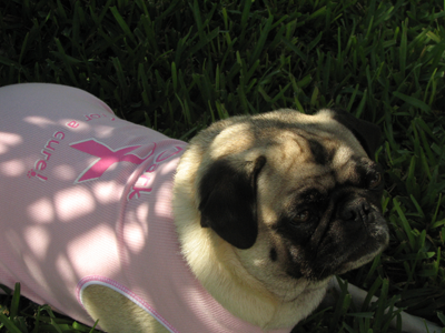 Henry in his Bark for a Cure shirt