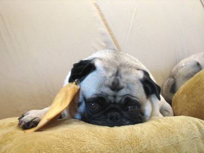 Henry trying on his cow ear