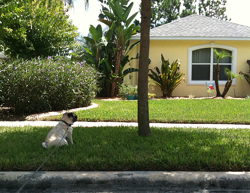 Henry sitting under the pin oak tree