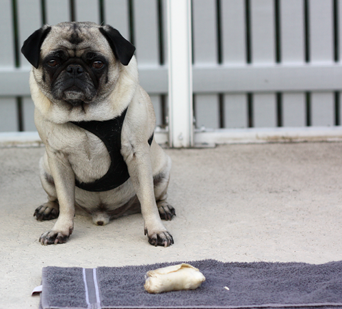 Henry, his tooth and the rawhide bone that broke it