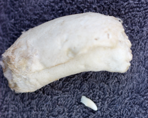 Rawhide bone and Henry's tooth