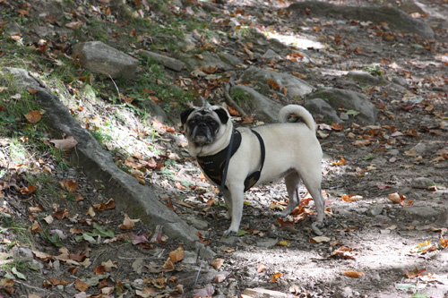 Pug hiking 2024