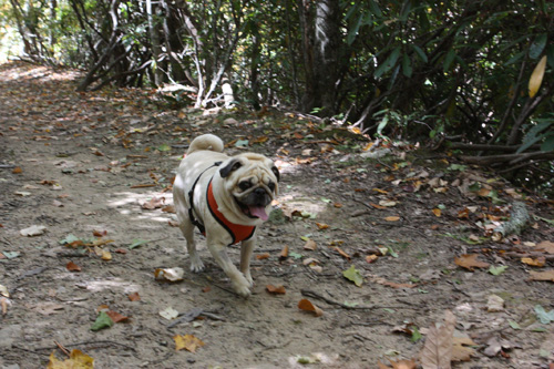 Pug hiking best sale