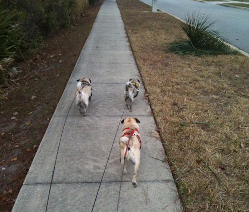 Benjamin, Henry and Luna