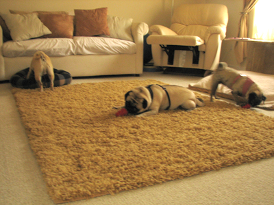 Benjamin, Henry & Luna enjoying a kong