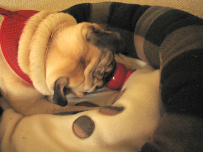 Benjamin licking his kong