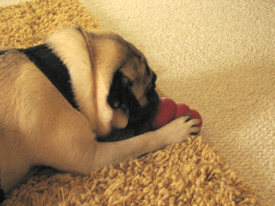 Henry chewing the kong