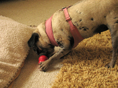 Luna licking the kong